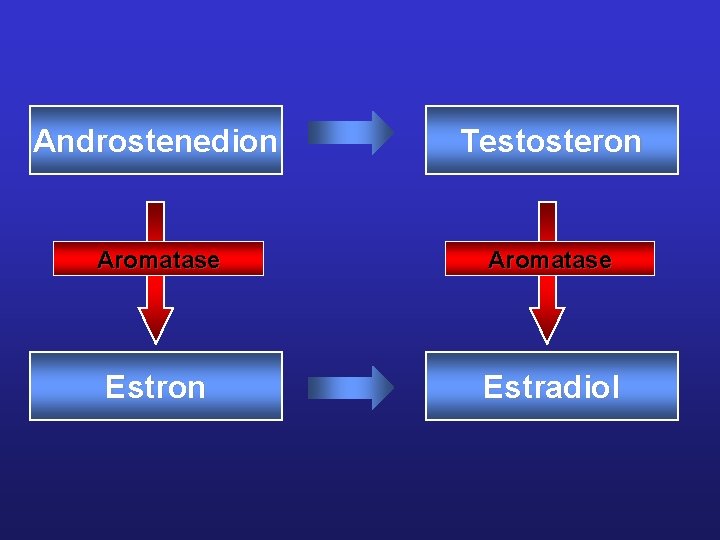 Androstenedion Testosteron Aromatase Estron Estradiol 