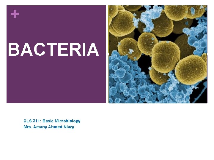 + BACTERIA CLS 311: Basic Microbiology Mrs. Amany Ahmed Niazy 