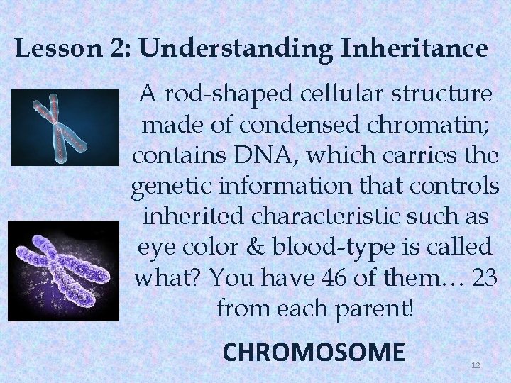 Lesson 2: Understanding Inheritance A rod-shaped cellular structure made of condensed chromatin; contains DNA,