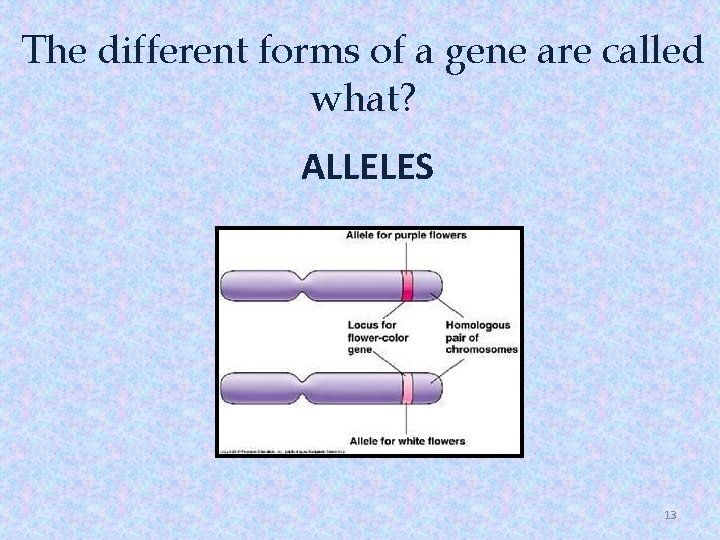 The different forms of a gene are called what? ALLELES 13 