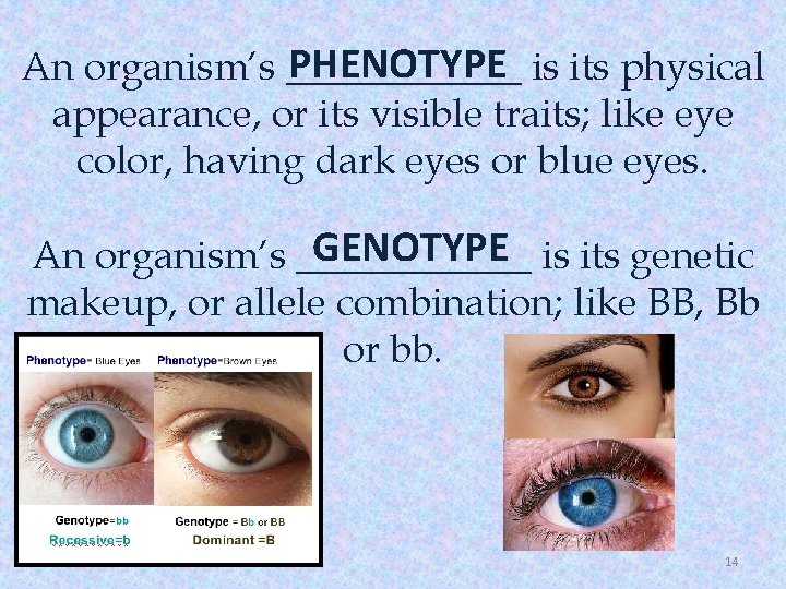 PHENOTYPE is its physical An organism’s ______ appearance, or its visible traits; like eye