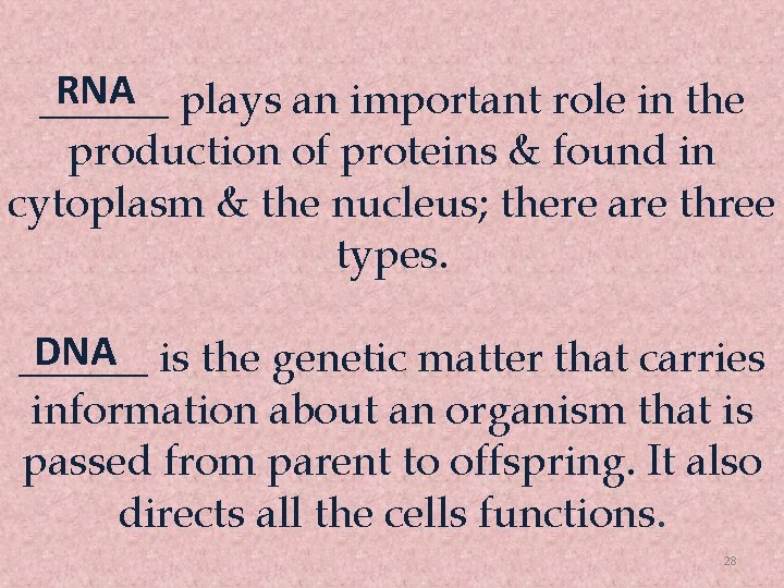 RNA plays an important role in the ______ production of proteins & found in