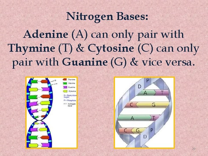 Nitrogen Bases: Adenine (A) can only pair with Thymine (T) & Cytosine (C) can