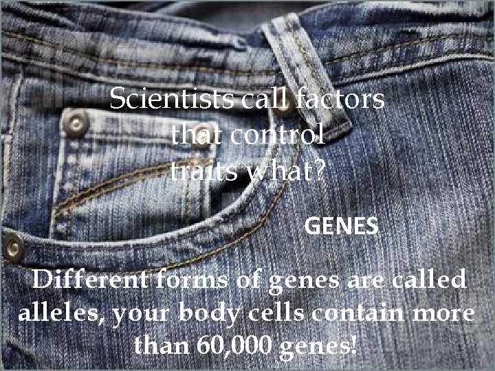 Scientists call factors that control traits what? GENES Different forms of genes are called