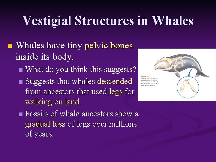 Vestigial Structures in Whales have tiny pelvic bones inside its body. What do you