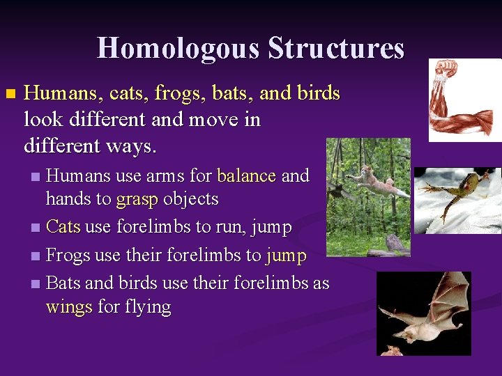 Homologous Structures n Humans, cats, frogs, bats, and birds look different and move in
