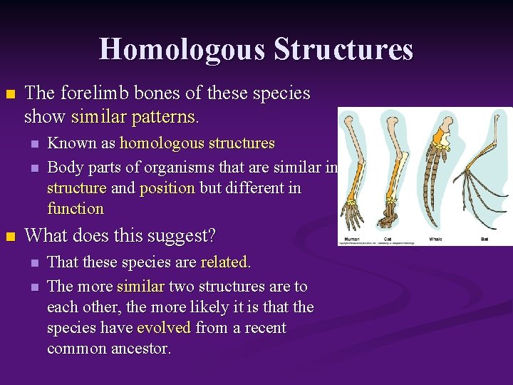 Homologous Structures n The forelimb bones of these species show similar patterns. n n