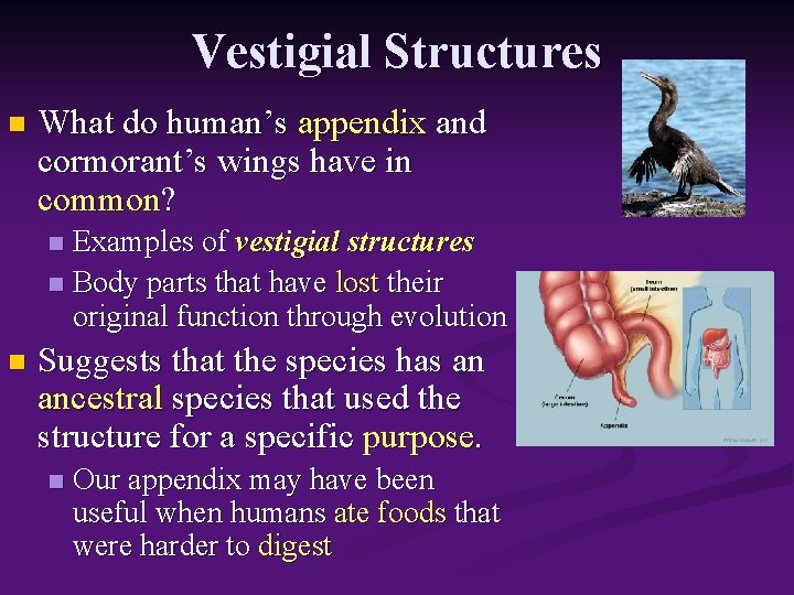 Vestigial Structures n What do human’s appendix and cormorant’s wings have in common? Examples
