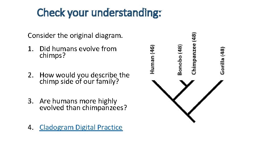 Check your understanding: Consider the original diagram. 1. Did humans evolve from chimps? 2. Check your understanding: Consider the original diagram. 1. Did humans evolve from chimps? 2.
