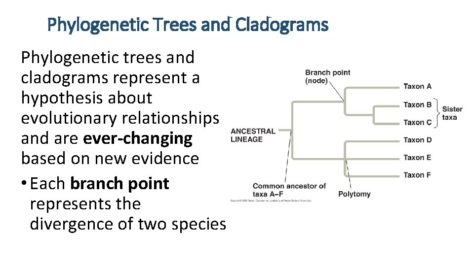 Phylogenetic Trees and Cladograms Phylogenetic trees and cladograms represent a hypothesis about evolutionary relationships Phylogenetic Trees and Cladograms Phylogenetic trees and cladograms represent a hypothesis about evolutionary relationships