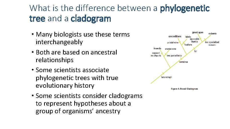 What is the difference between a phylogenetic tree and a cladogram • Many biologists What is the difference between a phylogenetic tree and a cladogram • Many biologists