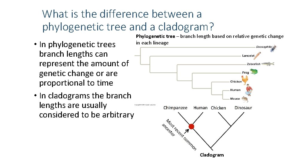 What is the difference between a phylogenetic tree and a cladogram? • In phylogenetic What is the difference between a phylogenetic tree and a cladogram? • In phylogenetic