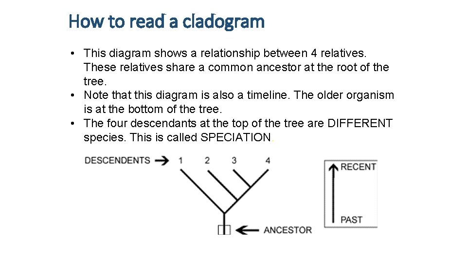 How to read a cladogram • This diagram shows a relationship between 4 relatives. How to read a cladogram • This diagram shows a relationship between 4 relatives.
