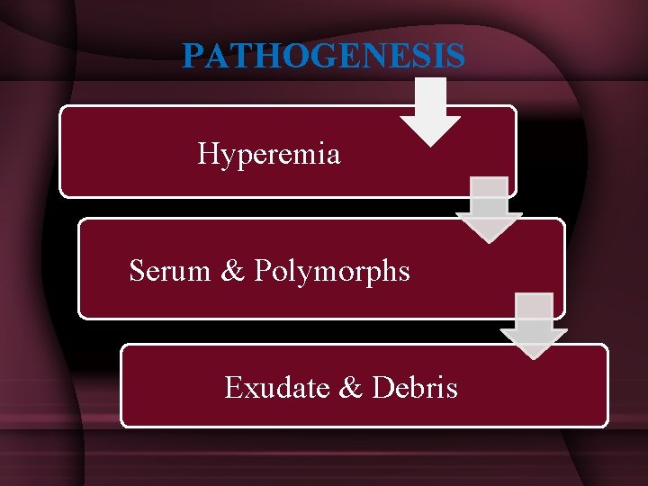 PATHOGENESIS Hyperemia Serum & Polymorphs Exudate & Debris 