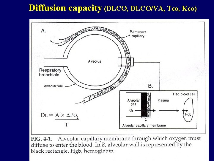 Diffusion capacity (DLCO, DLCO/VA, Tco, Kco) 