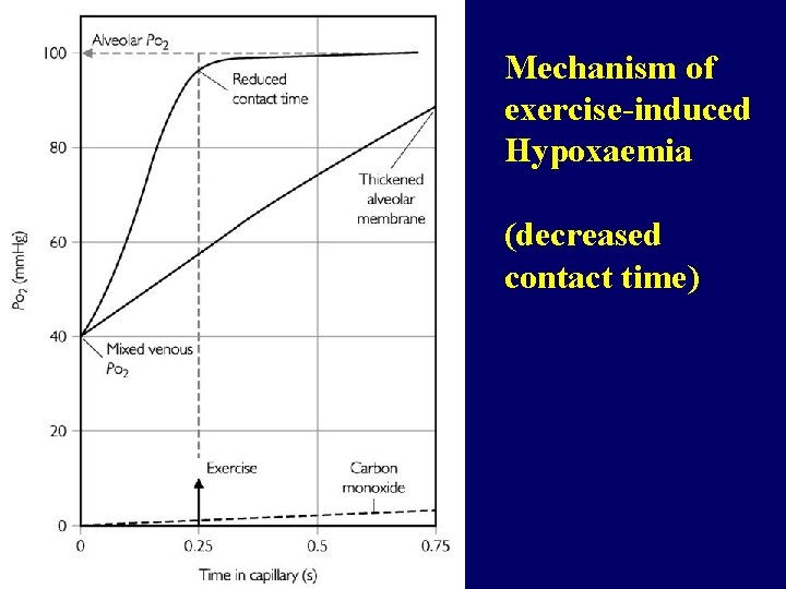 Mechanism of exercise-induced Hypoxaemia (decreased contact time) 