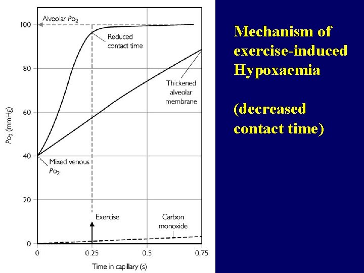 Mechanism of exercise-induced Hypoxaemia (decreased contact time) 