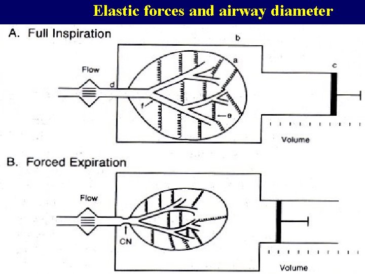 Elastic forces and airway diameter 