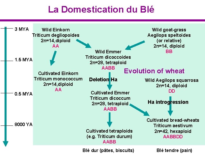 La Domestication du Blé 3 MYA Wild Einkorn Triticum degliopoides 2 n=14, diploid AA