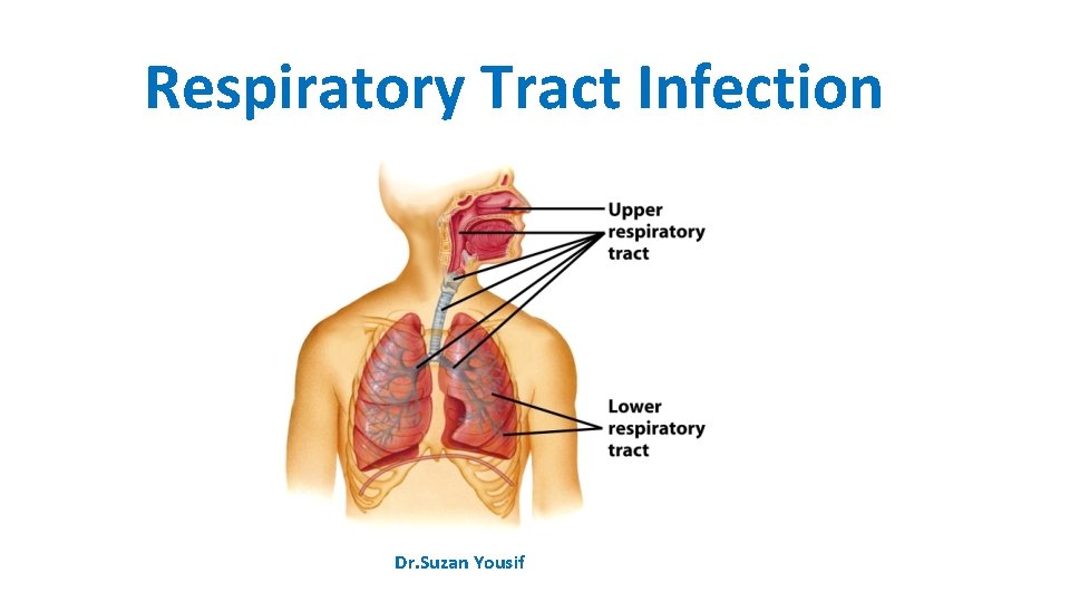 Respiratory Tract Infection Dr. Suzan Yousif 
