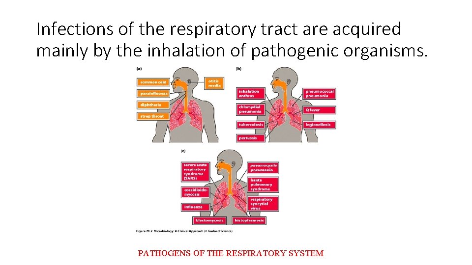 Infections of the respiratory tract are acquired mainly by the inhalation of pathogenic organisms.