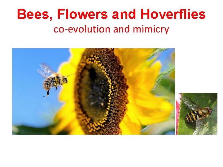 Bees, Flowers and Hoverflies co-evolution and mimicry 