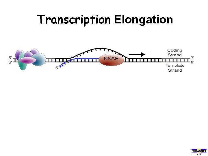 Transcription Elongation 