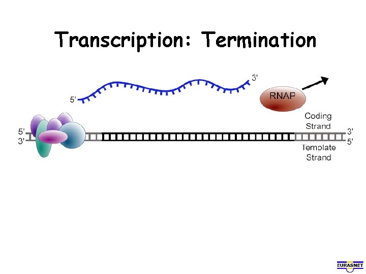 Transcription: Termination 