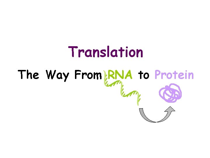 Translation The Way From RNA to Protein 