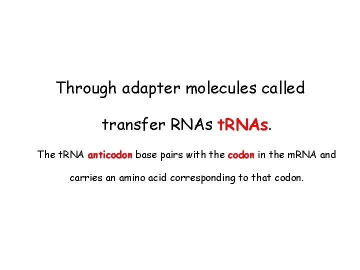 Through adapter molecules called transfer RNAs t. RNAs. The t. RNA anticodon base pairs