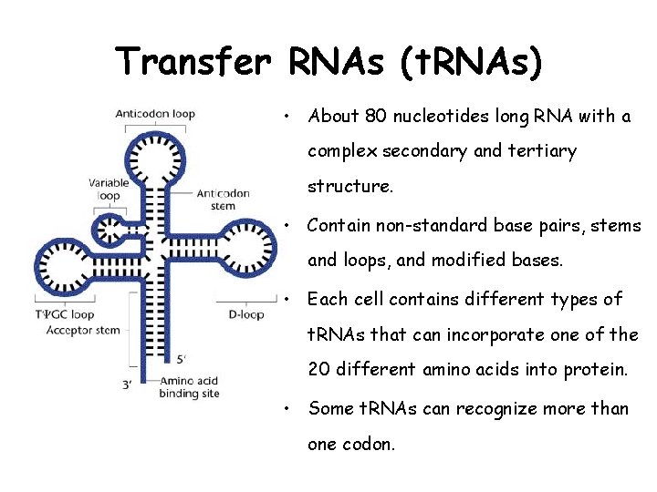 Transfer RNAs (t. RNAs) • About 80 nucleotides long RNA with a complex secondary