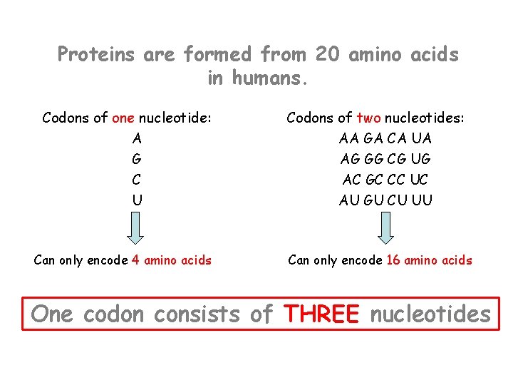 Proteins are formed from 20 amino acids in humans. Codons of one nucleotide: A