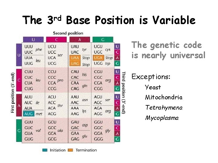 The 3 rd Base Position is Variable The genetic code is nearly universal Exceptions: