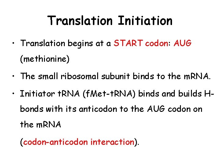 Translation Initiation • Translation begins at a START codon: AUG (methionine) • The small