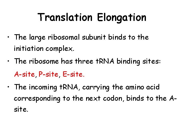 Translation Elongation • The large ribosomal subunit binds to the initiation complex. • The