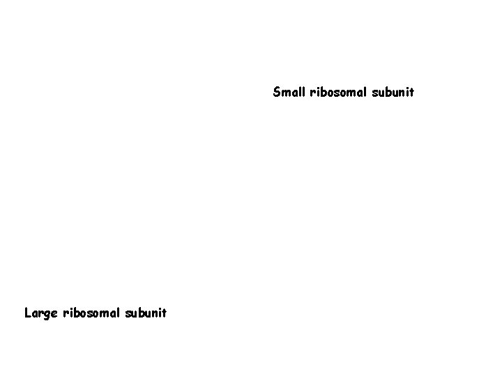 Small ribosomal subunit Large ribosomal subunit 