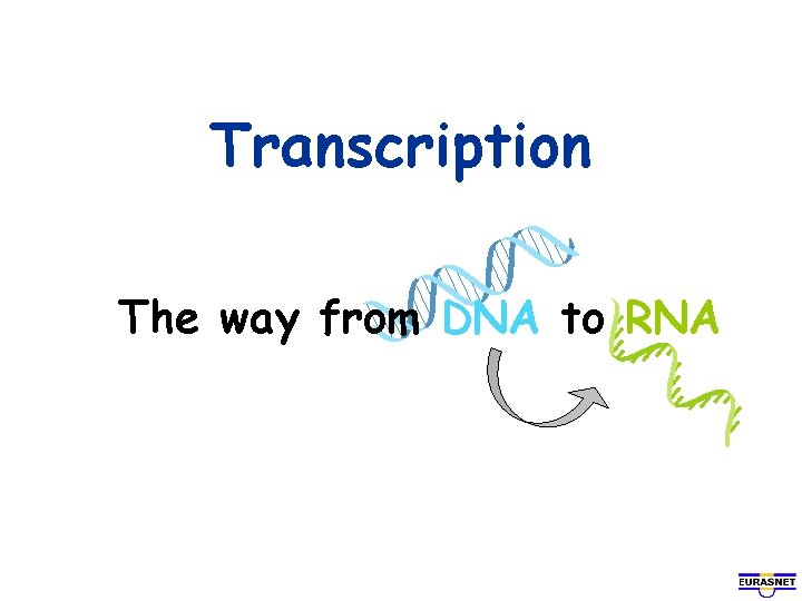 Transcription The way from DNA to RNA 