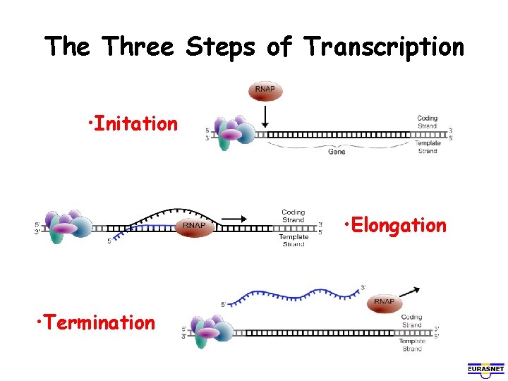 The Three Steps of Transcription • Initation • Elongation • Termination 