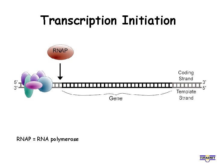 Transcription Initiation RNAP = RNA polymerase 