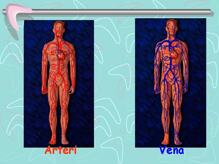 Arteri Vena Arteri Vena