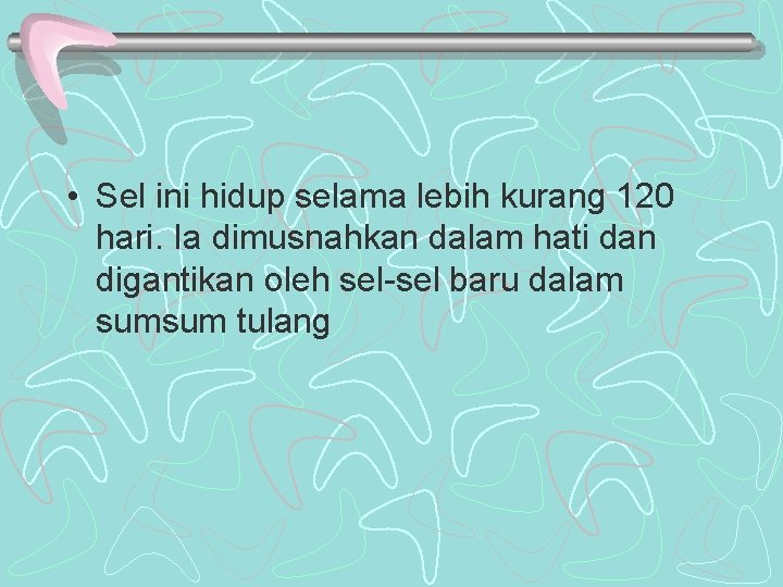 • Sel ini hidup selama lebih kurang 120 hari. Ia dimusnahkan dalam hati • Sel ini hidup selama lebih kurang 120 hari. Ia dimusnahkan dalam hati