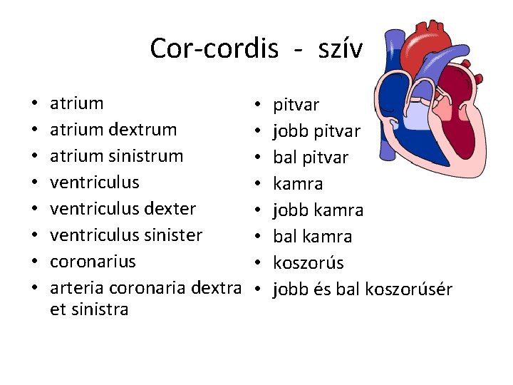 Cor-cordis - szív • • atrium dextrum atrium sinistrum ventriculus dexter ventriculus sinister coronarius