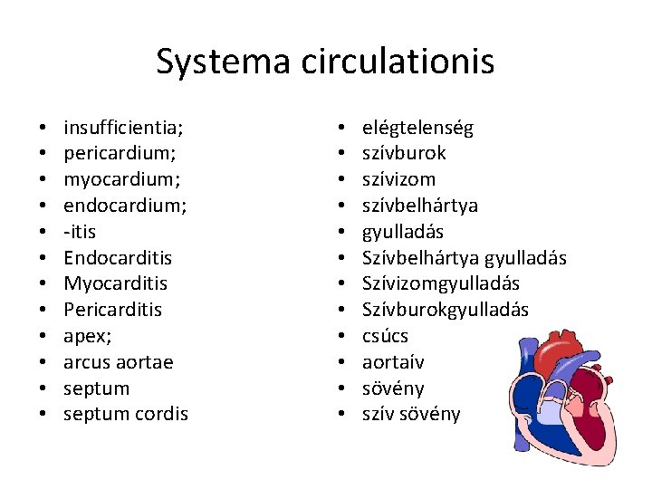 Systema circulationis • • • insufficientia; pericardium; myocardium; endocardium; -itis Endocarditis Myocarditis Pericarditis apex;