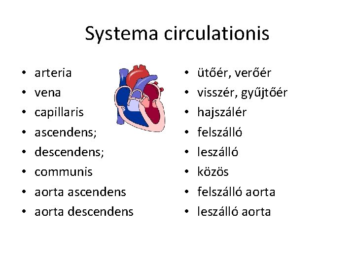 Systema circulationis • • arteria vena capillaris ascendens; descendens; communis aorta ascendens aorta descendens