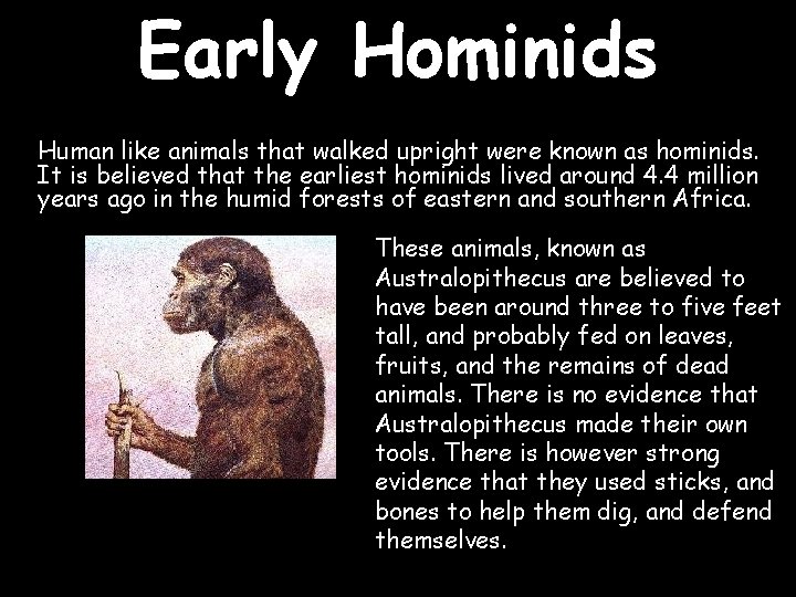 Early Hominids Human like animals that walked upright were known as hominids. It is