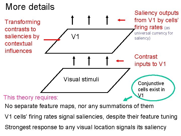 More details Transforming contrasts to saliencies by contextual influences Saliency outputs from V 1