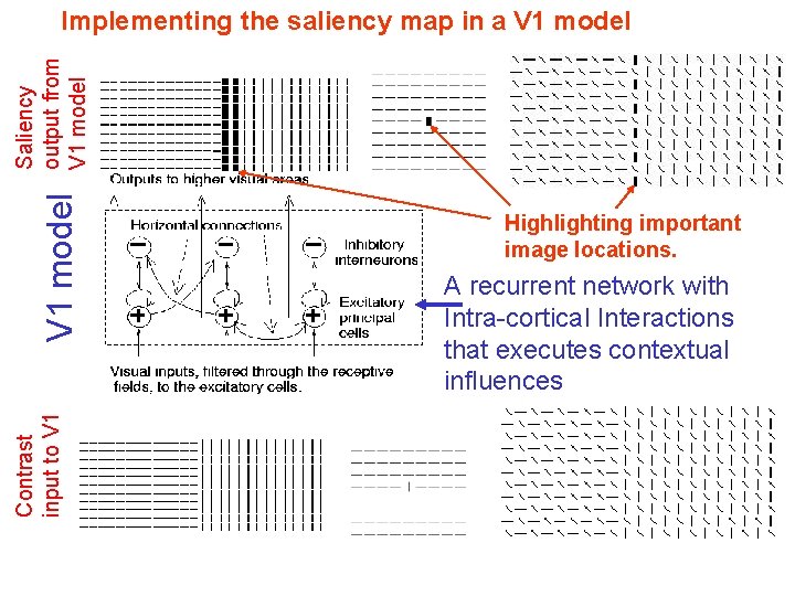 Contrast input to V 1 model Saliency output from V 1 model Implementing the