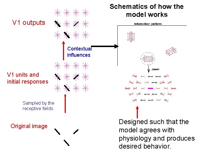 Schematics of how the model works V 1 outputs Contextual influences V 1 units
