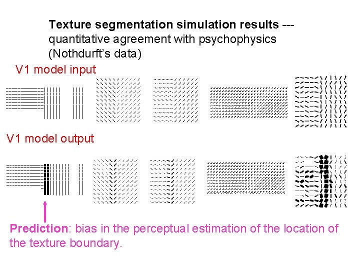Texture segmentation simulation results --quantitative agreement with psychophysics (Nothdurft’s data) V 1 model input