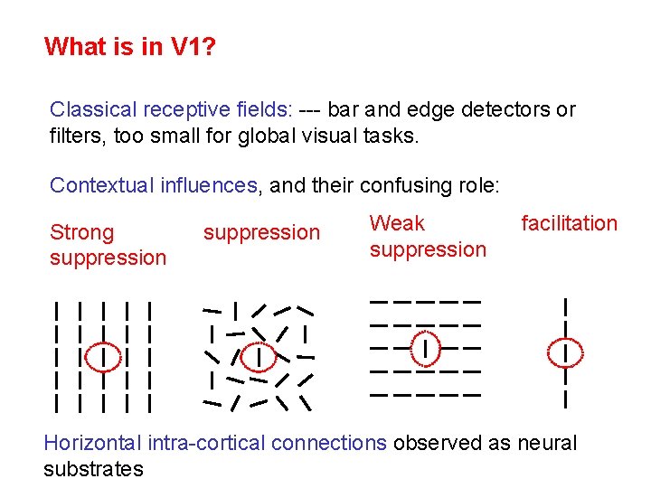 What is in V 1? Classical receptive fields: --- bar and edge detectors or